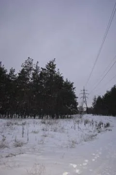 Beautiful winter pine forest with snow with beautiful hills and torpas Photos