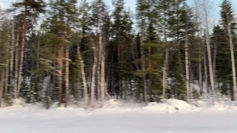 In a beautiful winter pine forest, a tiny snowball gently falls. Stock Footage 317628857