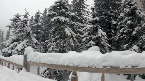 Beautiful winter pine forest under stormy snowfall Nature Snow Covered  Lands Stock-Footage 167338801