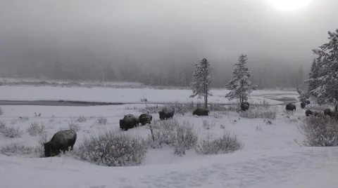 Beautiful Winter Scene with Bison aka Buffalo Walking Through Snow Stock Footage