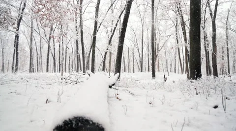Beautiful winter scene camera moving over fallen tree towards winter wonderland Stock Footage 60912492