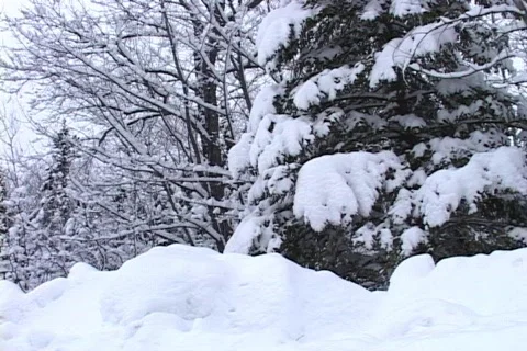 Beautiful Winter Scene Video stock 265353