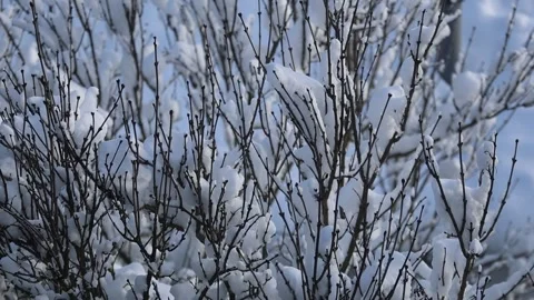 Beautiful winter scene with snow Stock Footage 293927137