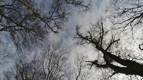 A beautiful winter scene, snowy, cold looking, in south central Kentucky Vidéo 342085380