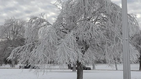 Beautiful winter scene of trees all covered in pretty snow after storm Stock Footage 101670634