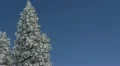 Beautiful Winter Scenery Fairytale Scene Frost Woods Forest Landscape Serene Day HD Footage