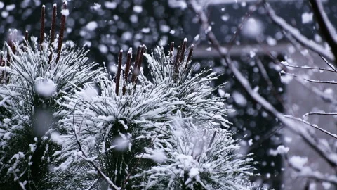 Beautiful winter scenery with snow falling on a  tree branch close-up. Video stock 311538791