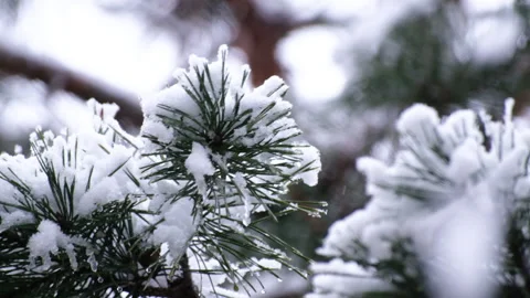 Beautiful winter scenery with snow falling on a  tree branch close-up. Stock Footage 311541536