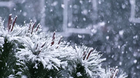 Beautiful winter scenery with snow falling on a  tree branch close-up. Stock Footage 311569615