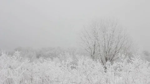 Beautiful Winter Sequence in Nature Stock Footage 82942562
