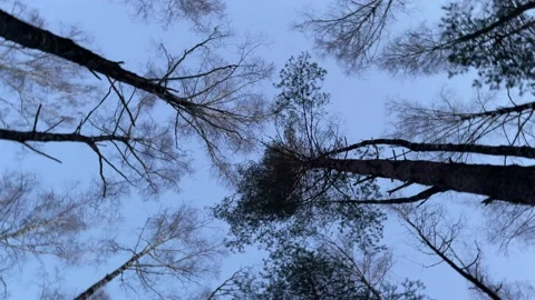 Beautiful winter sky through the branches Stock Footage 171798512