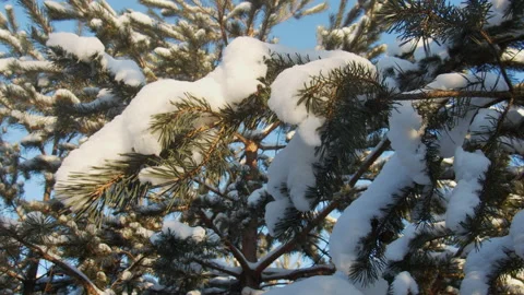 Beautiful winter snow landscape. Pine branches in the snow close-up in Dece.. Stock Footage 229777922