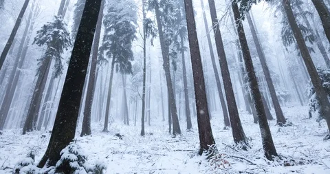 Beautiful winter snowy forest with snowfall Vidéo 120149398