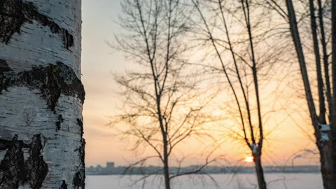 Beautiful winter sunset, camera movement from bottom to top along a birch Stock Footage 170203096