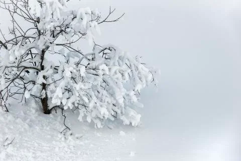 Beautiful winter tree Stock Photos