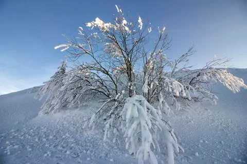 Beautiful winter tree Stock Photos