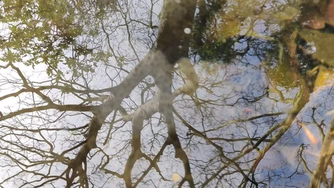 BEAUTIFUL WINTER TREE REFLECTION IN LAKE, 4K Stock Footage 126834809