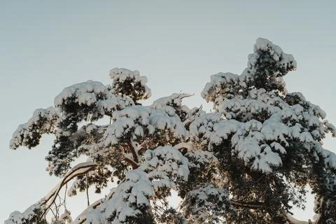 Beautiful winter tree in snow Stock Photos