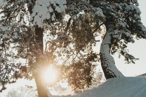 Beautiful winter tree in snow Stock Photos