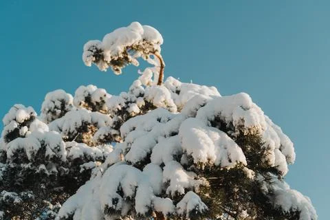 Beautiful winter tree in snow Stock Photos