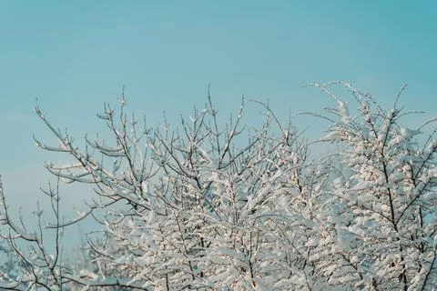 Beautiful winter tree in snow Stock Photos