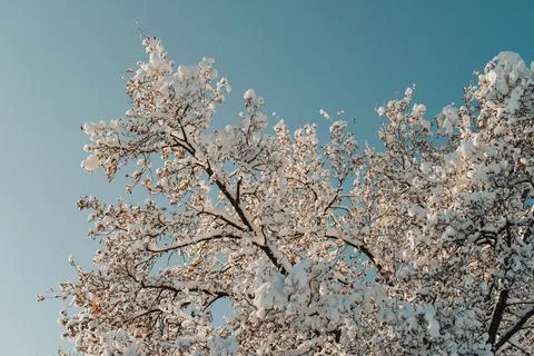 Beautiful winter tree in snow Stock Photos
