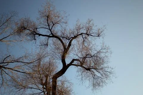 Beautiful winter tree without foliage with beautiful branches Stock Photos