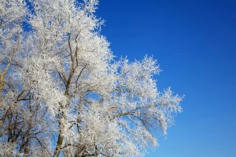 Beautiful winter trees background 스톡 사진