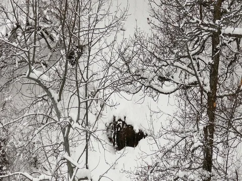 Beautiful Winter Trees Covered In Snow Stock Footage 73545133