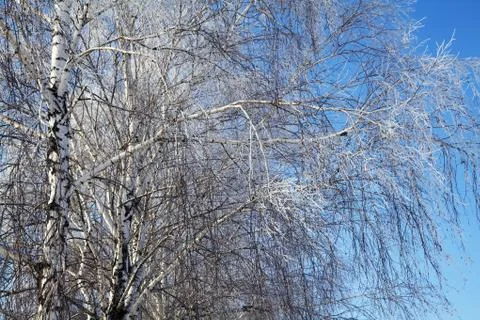 Beautiful winter trees Stock Photos