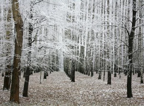 Beautiful winter trees Stock Photos