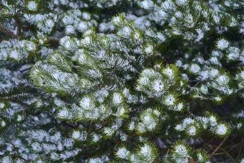 Beautiful winter view of pine needles covered with snow. Fir branch closeup Stock Photos