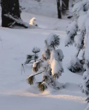 Beautiful winter view, a small cedar in fluffy white snow, 스톡 사진