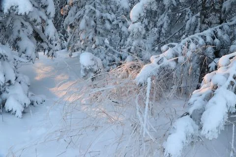 Beautiful winter view, a small cedar in fluffy white snow, Stock Photos