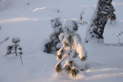Beautiful winter view, a small cedar in fluffy white snow Stock Photos