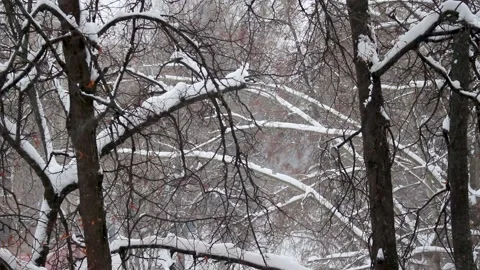 A beautiful winter view with snow-covered branches and falling snowflakes during Stock Footage 326832359