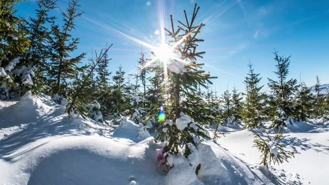 Beautiful Winter View Snowy Trees Dolly Timelapse 4k Stock Footage 71989526