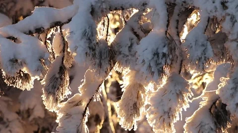 Beautiful winter view, tree branches in the snow Stock Footage 170006162