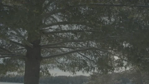 Beautiful winter views in Canada Video stock 170277139