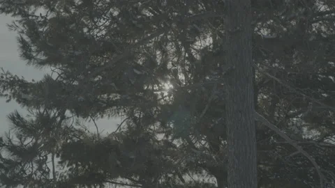 Beautiful winter views in Canada Video stock 170277357