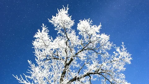 Beautiful winter white tree with falling snow. Loop. 스톡 동영상 261989579