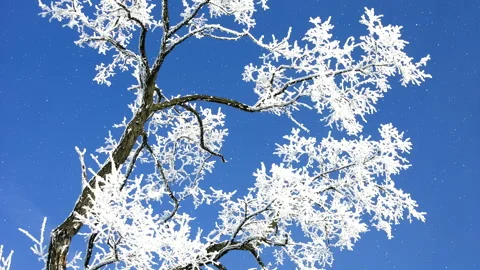 Beautiful winter white tree with falling snow. Loop. Stock Footage 261989750