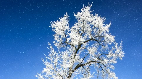 Beautiful winter white tree with falling snow. Loop. 스톡 동영상 261989883