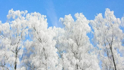 Beautiful winter white trees and blue sky with falling snow. 4K. Stock Footage 292514760