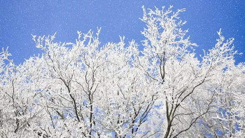 Beautiful winter white trees and blue sky with falling snow. Loop. 4K. Stock Footage 292516014