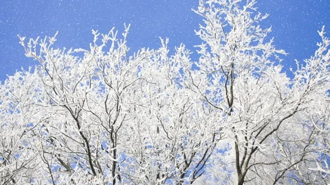 Beautiful winter white trees and blue sky with falling snow. 4K. 스톡 동영상 292521780