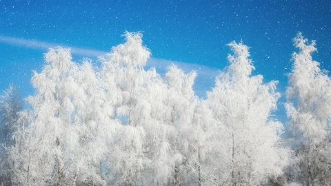 Beautiful winter white trees and blue sky with falling snow. Stock Footage 296375019