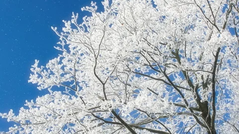 Beautiful winter white trees and blue sky with falling snow. 4K. Stock Footage 296500200
