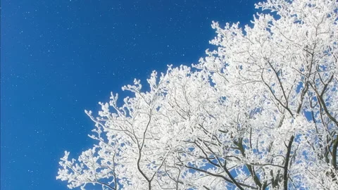 Beautiful winter white trees and blue sky with falling snow. 4K. Stock Footage 296500202