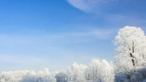 Beautiful winter white trees and blue sky with falling snow. 4K. Stock Footage 296658331